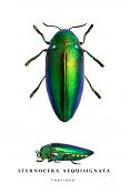 sternocera aequisignata